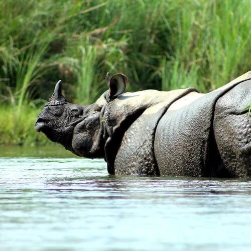 rhino-spotting-at-chitwan