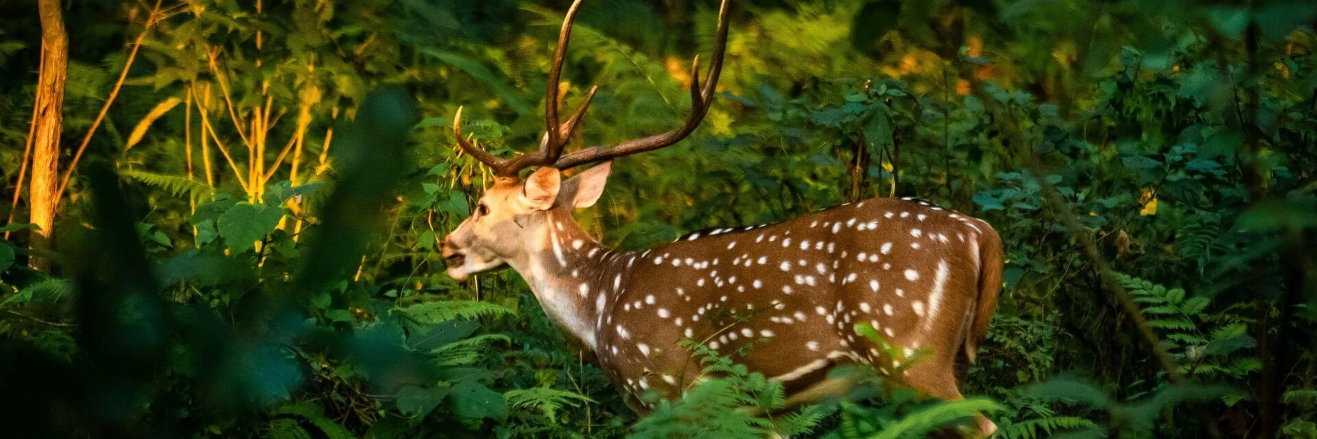 chitwan-national-park-animal-sighting
