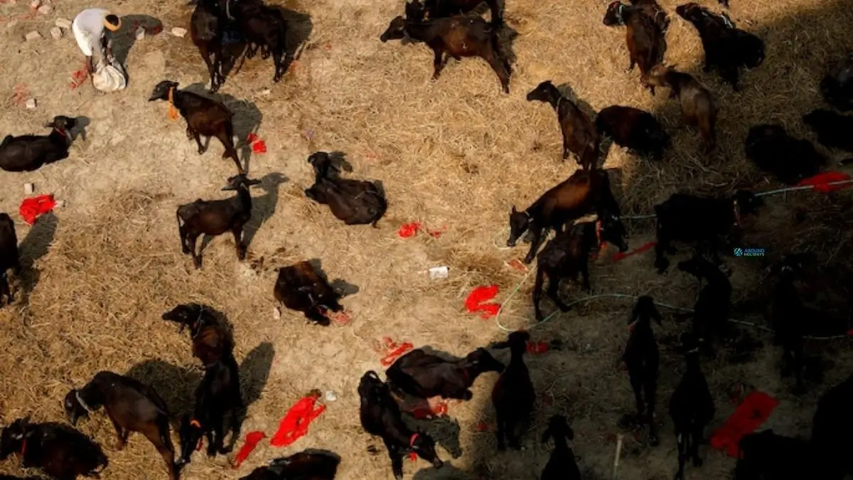 gadhimai festival in nepal, larget animal slutter festival