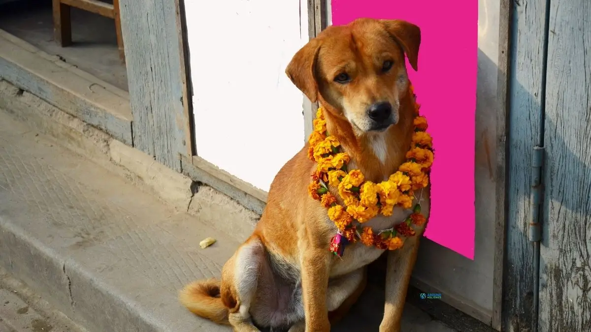 festival-of-dog-in-nepal-kukur-tihar-festival