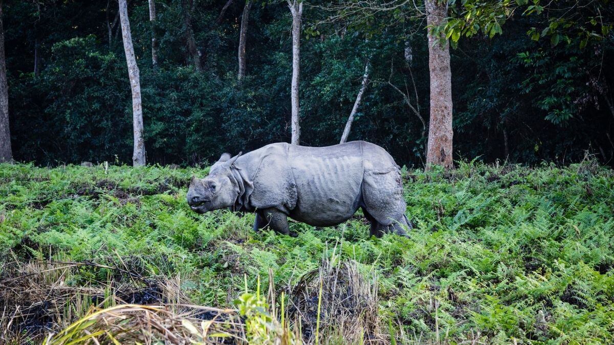 chitwan-national-park-rhino