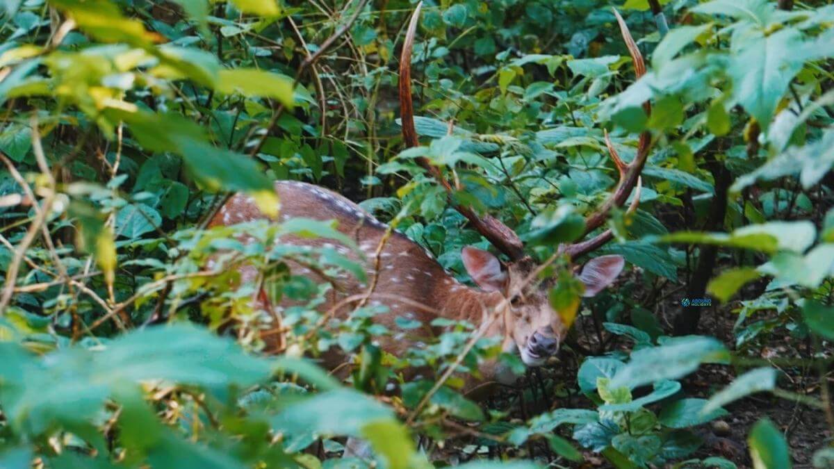 deer at nepal chitwan jungle safarai