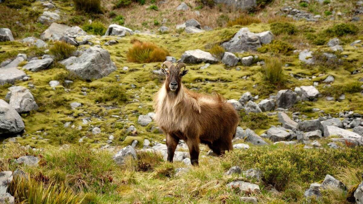 himalayan-tahr