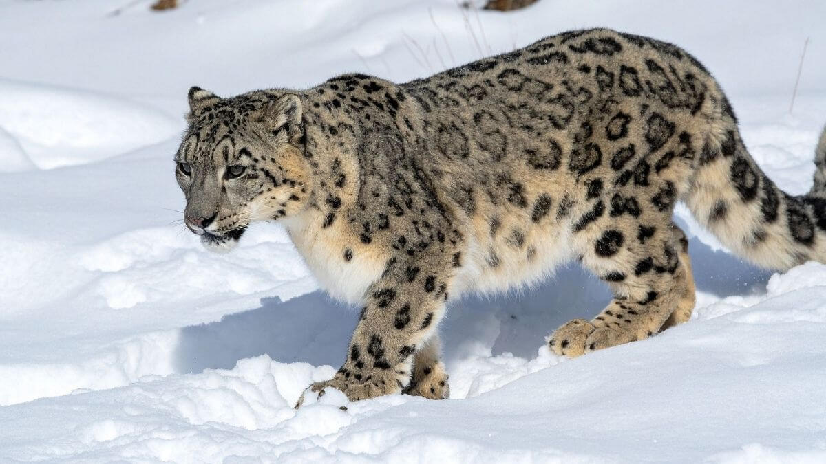 snow-leopard