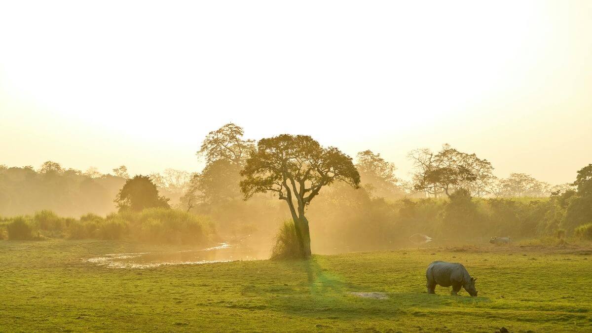 chitwan-national-park