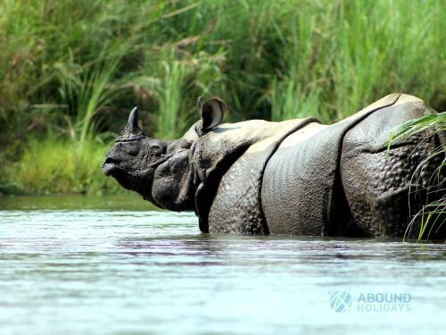 chitwan-jungle-safari
