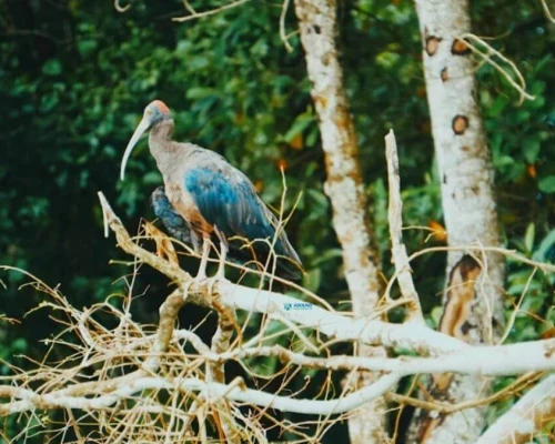 Chitwan Jungle Sufari Tour Bird View