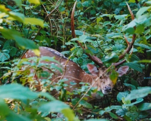 Deer In Chitwan National Park