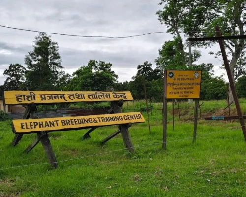Elephent Breeding Chitwan National Park
