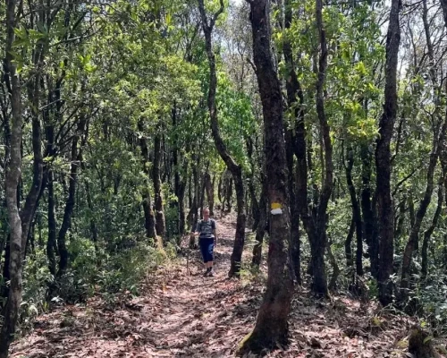 Forest Hiking Trail To Nagarkot