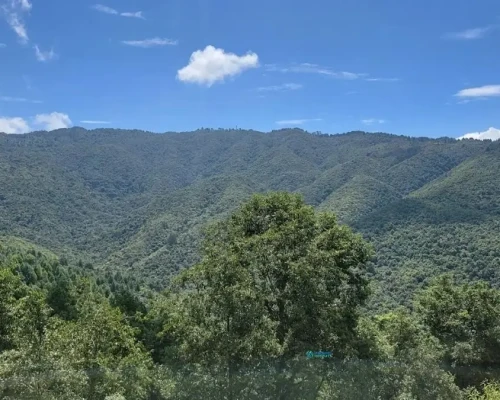 Forest Seen From Changu Narayan Hike Nagarkot