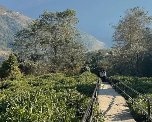 Ghandruk Tea Garden