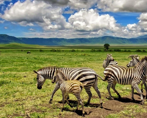 Ngorongoro Conservative Are