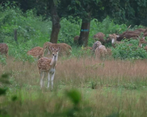 Spotted Deer Group In Chitwan Park